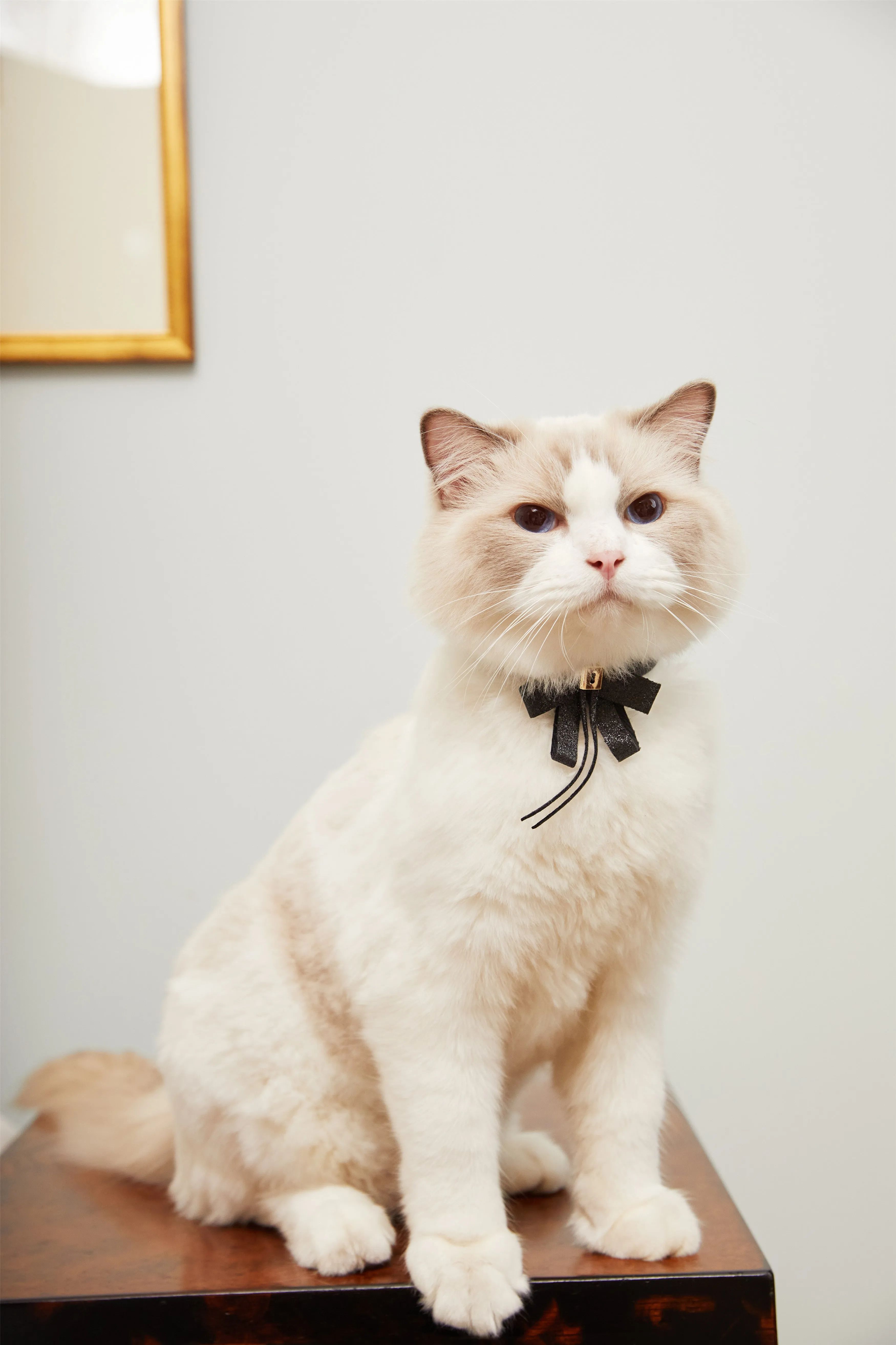 Bowknot Collar(Black)