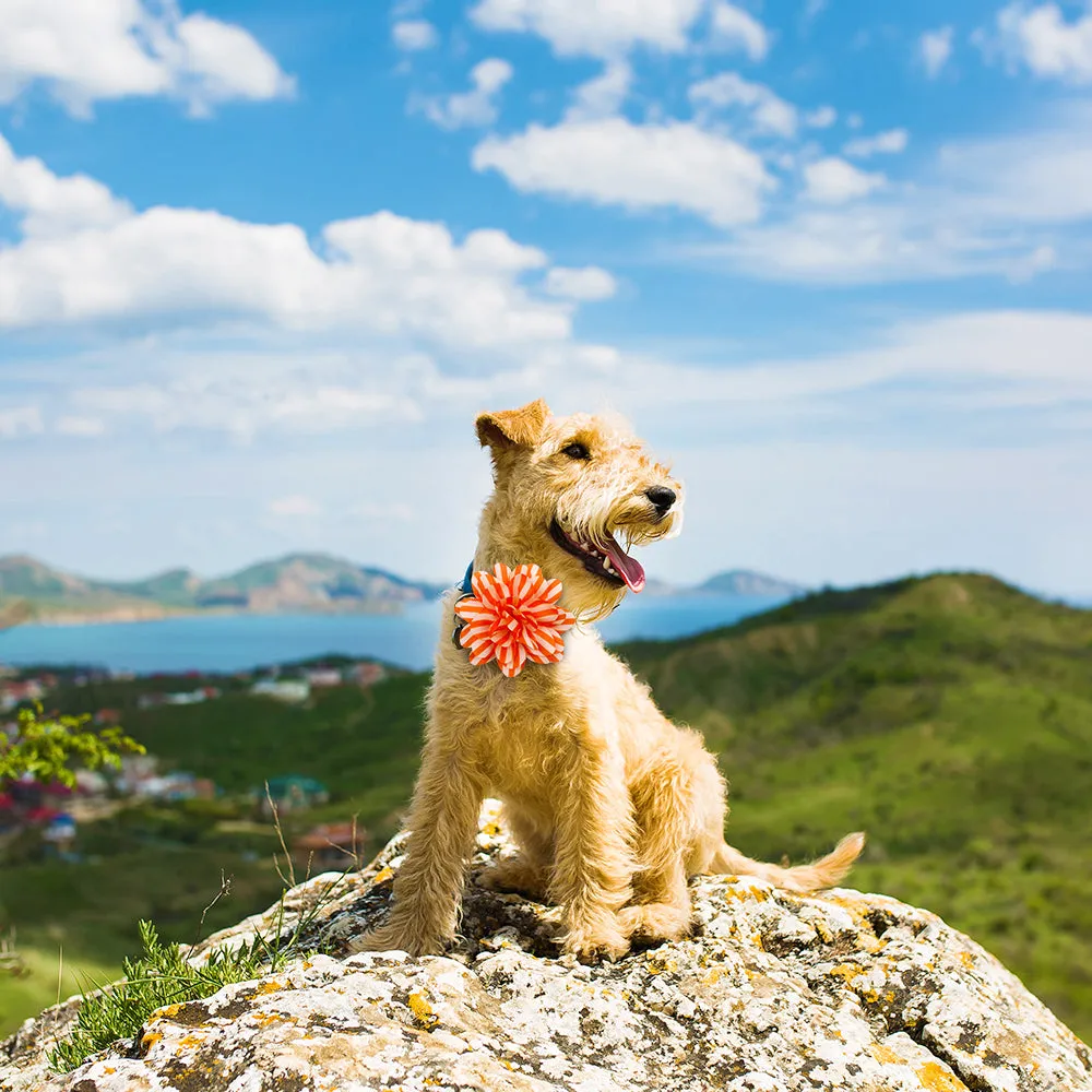 Dog Bow Tie Dog Flower-Collar