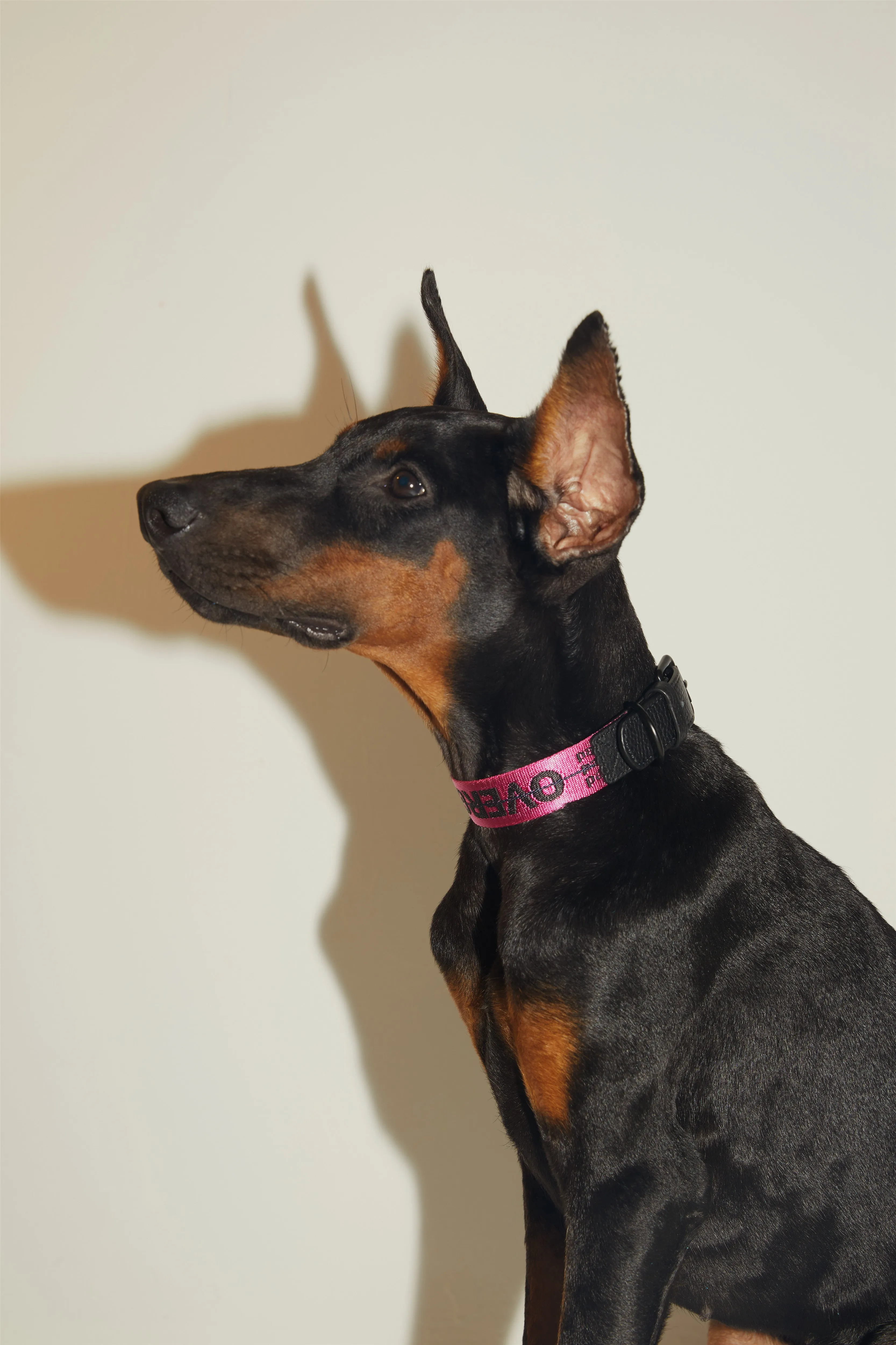 Overglam Ribbon Collar with Leather