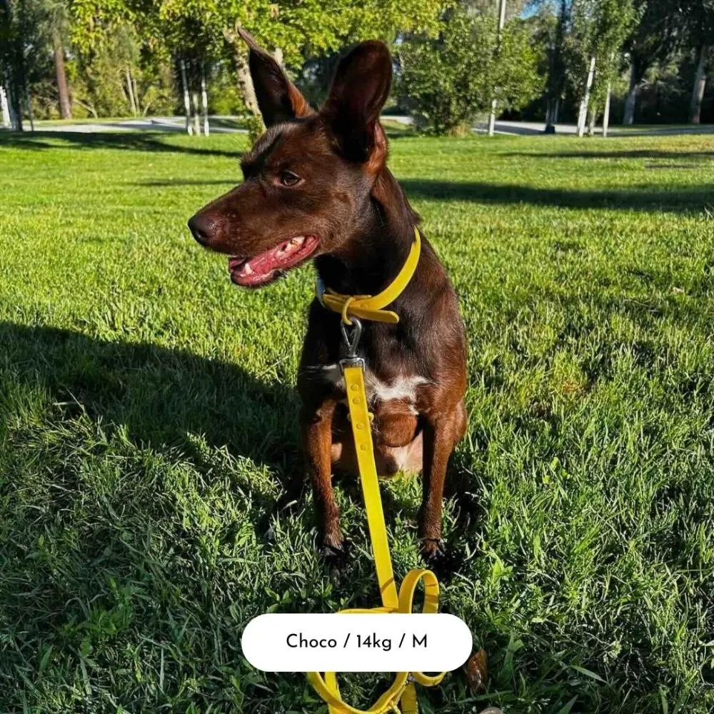 Sunbeam Gold Dog Collar Walk Set